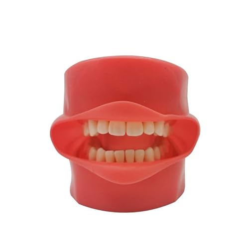 Simple Face Model For Dental Stomatology Teaching, Full Mouth Detachable Teeth Silicone Face Model, Tooth Preparation Model(1 set) von Xinzhai