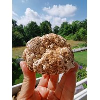 214G Popcorn Gypsum， Creedite von XixiStoneGarden