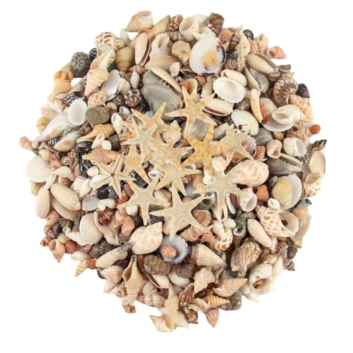 Xmart 250g Muscheln Deko Muscheln Gemischt Ungebohrt mit 10 Seestern Shells Bastelmuscheln Natürliche für Vase Füllstoffe Fisch Panzer Strand Themenparty Armbandschmuck DIY Kunsthandwerk von Xmart