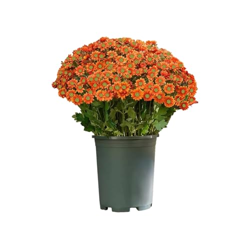 Xuancai Künstliche Gänseblümchen für den Herbst, künstliche Chrysanthemen, Dekoration, wetterbeständige Pflanze für Gartenvase, Blumenarrangement von Xuancai