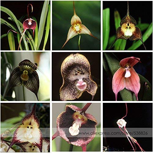 100 Samen mit 9 Sorten Affengesicht Orchidee Dracula Simia Selten Monkey Face Gemischt Rar Selten von Grow Your Secret Garden