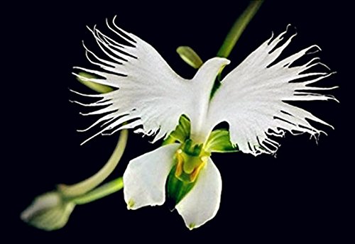 50 Samen Seltene Weiße Taube Orchidee White Dove Orchids von Xuanqin