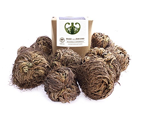 YAKEBA | 10 x Rose von Jericho | Klein | Geschenkkarton | Perfekte Indoor Pflanze als Deko oder als Mini Terrarium/Flaschengarten Zubehör | Neben Moss oder Steinpflanzen von YAKEBA