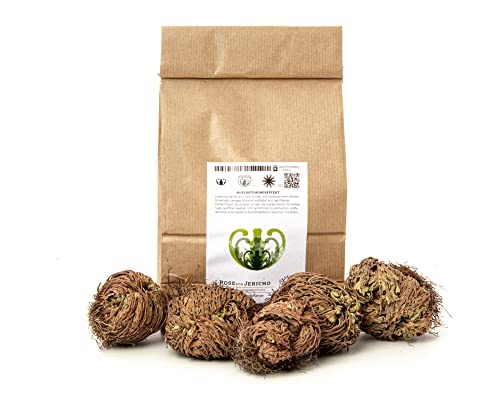 YAKEBA | Rose von Jericho | Selaginella lepidophylla | SPARSET | 5 Stück I Perfekte Indoor Plants als Deko oder Terrarium/DIY Flaschengarten Zubehör (XS) von YAKEBA