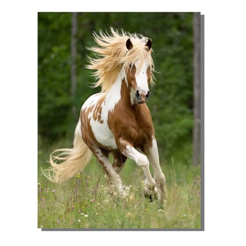 5D Diamond Painting Erwachsene, Diamant Malerei Kinder Anfänger, DIY Pferd Tier Diamant Painting Bilder Erwachsene Bastelset Geeignet Als Geschenk, Zur Entspannung und Als Wanddeko 40x50cm SYLF428 5D Diamond Painting Erwachsene, Diamant Malerei Kinder Anfänger, DIY Pferd Tier Diamant Painting Bilder Erwachsene Bastelset Geeignet Als Geschenk, Zur Entspannung und Als Wanddeko 40x50cm SYLF428 von YALNSENN