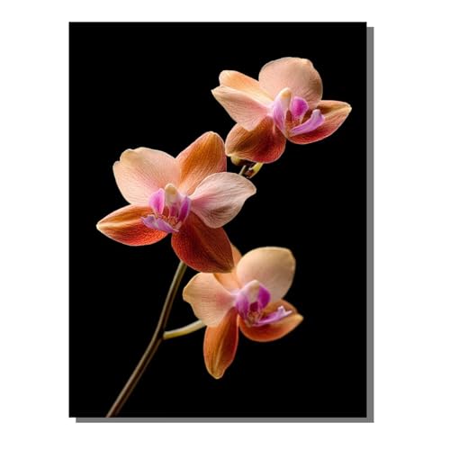 5D Diamond Painting Erwachsene, Diamant Malerei Kinder Anfänger, DIY Pflanze Blume Diamant Painting Bilder Erwachsene Bastelset Geeignet Als Geschenk, Zur Entspannung und Als Wanddeko 40x50cm SYLF791 5D Diamond Painting Erwachsene, Diamant Malerei Kinder Anfänger, DIY Pflanze Blume Diamant Painting Bilder Erwachsene Bastelset Geeignet Als Geschenk, Zur Entspannung und Als Wanddeko 40x50cm SYLF791 von YALNSENN