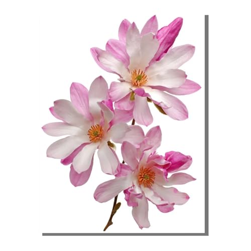 Blume Pflanze Diamond Painting Erwachsene, 5D Diamant Kunst Kinder Kits, DIY Erwachsene Mosaikherstellung Basteln Diamant Malerei Bilder Set für Wanddekoration, Geschenke 50 x 70 cm SYLF772 von YALNSENN