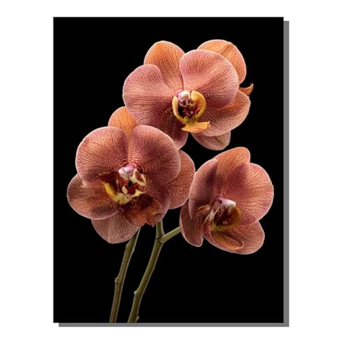 Blume Pflanze Diamond Painting Erwachsene, 5D Diamant Kunst Kinder Kits, DIY Erwachsene Mosaikherstellung Basteln Diamant Malerei Bilder Set für Weihnachten Wanddekoration, Geschenke 40x50cm SYLF792 Blume Pflanze Diamond Painting Erwachsene, 5D Diamant Kunst Kinder Kits, DIY Erwachsene Mosaikherstellung Basteln Diamant Malerei Bilder Set für Weihnachten Wanddekoration, Geschenke 40x50cm SYLF792 von YALNSENN