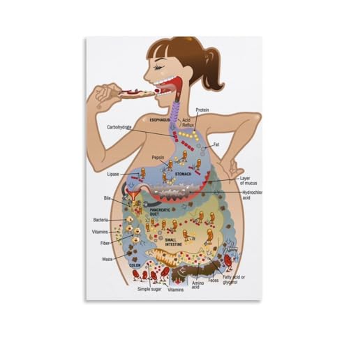 YAPING Human Diet Introduction Diagram Canvas Print 16x24inch(40x60cm) von YAPING