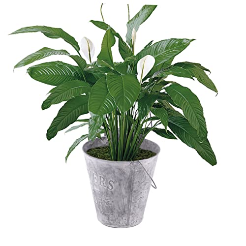 YARNOW Blumentopf Schienenpflanzer Eimer Pflanzer Korb Fensterpflanzer Pflanzen Garten im Freien Blumenkübel für den Außenbereich Eiseneimer Blumeneimer aus Metall Schmiedeeisen Grey von YARNOW