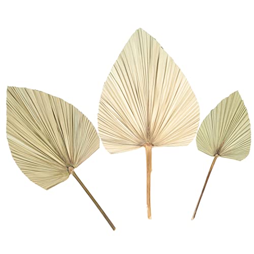 YARNOW Dried Leaves 3Pcs Dried Palm Leaves Dried Palm Fans with Stem Bohemian Dried Palm Spears Artificial Plants Palm Leaves Tropical Palm Leaves for Wedding Party Vase Home Office von YARNOW