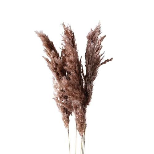 Zuhause mit Blumen dekorieren, Getrocknetes Pampasgras, 45 cm, Mehrfarbig, Packung mit Mehreren Größen(Coffee,16-20pcs) von YBAAKZIIR
