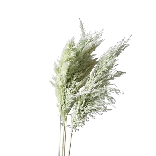 Zuhause mit Blumen dekorieren, Getrocknetes Pampasgras, 45 cm, Mehrfarbig, Packung mit Mehreren Größen(Light Green,12-15pcs) von YBAAKZIIR