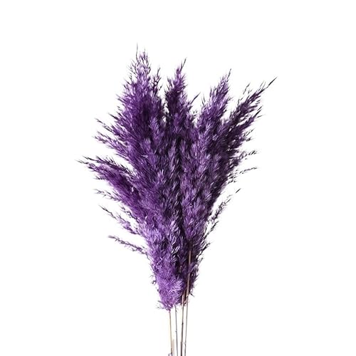 Zuhause mit Blumen dekorieren, Getrocknetes Pampasgras, 45 cm, Mehrfarbig, Packung mit Mehreren Größen(Purple,12-15pcs) von YBAAKZIIR