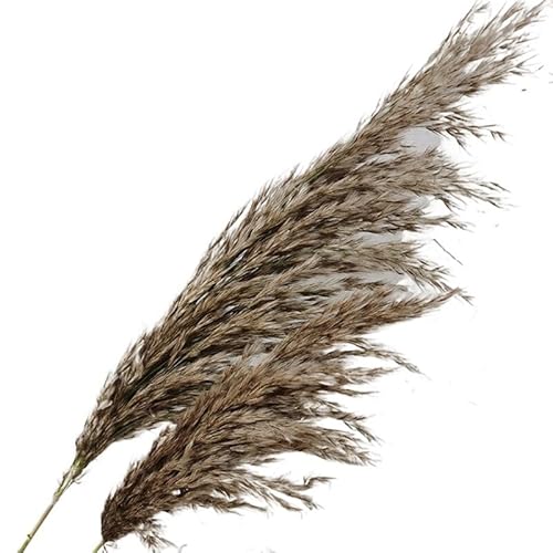 Zuhause mit Blumen dekorieren, Künstliches Pampasgras Multicolor 5er oder 10er Pack 50 cm(Primary Color) von YBAAKZIIR