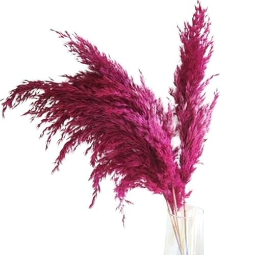 Zuhause mit Blumen dekorieren, Künstliches Pampasgras Multicolor 5er oder 10er Pack 50 cm(Rose Red) von YBAAKZIIR