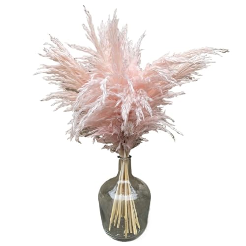 Zuhause mit Blumen dekorieren, Pampasgras 10er Pack Rosa Getrocknet 45-50cm Ohne Vase von YBAAKZIIR