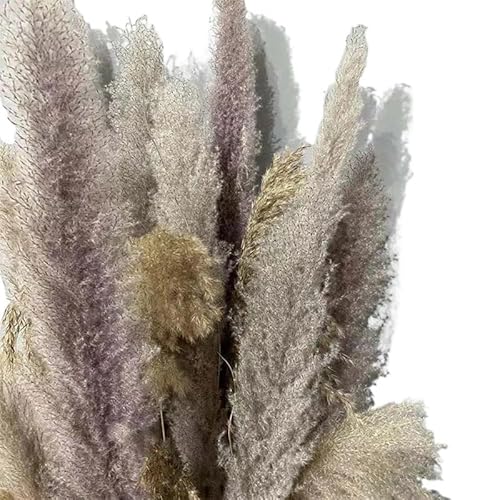 Zuhause mit Blumen dekorieren, Pampasgras-Dekor, getrocknete Blumen, 3er-/5er-/10er-Pack, Mehrfarbig, 70–80 cm(Primary,10pcs) von YBAAKZIIR