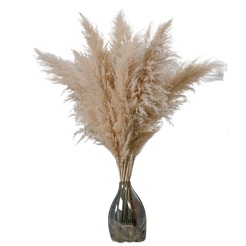Zuhause mit Blumen dekorieren, Pampasgras Dekor 10er Pack 60-120 cm(80CM) von YBAAKZIIR