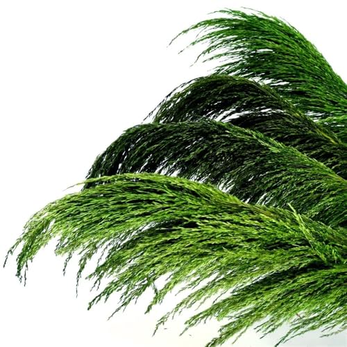 Zuhause mit Blumen dekorieren, Pampasgras-Getrockneter Blumenstrauß, 80–120 cm, 5 Stück, for die Inneneinrichtung(80-120cm-05,5PCS) von YBAAKZIIR