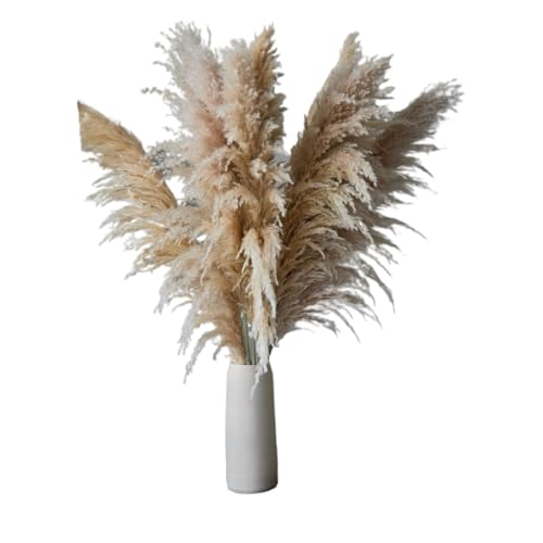 Zuhause mit Blumen dekorieren, Pampasgras Trockenblumen Beige 5er/10er/15er Pack Stiele 80cm(5pcs) von YBAAKZIIR