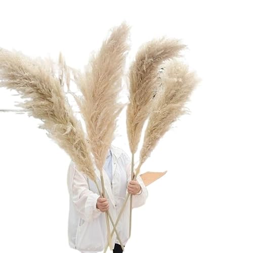 Zuhause mit Blumen dekorieren, Pampasgras Trockenblumenstrauß Beige 30-75cm 10er Pack(10pcs Plume 65-75cm) von YBAAKZIIR
