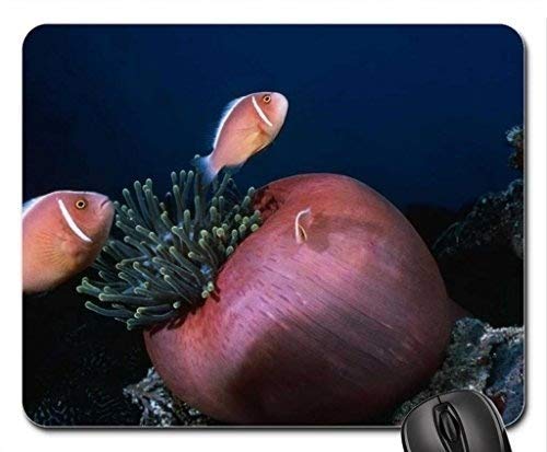 Natur und Landschaft, Gaming Mouse pad, das Leben unter Wasser - Mousepad, Maus - Pads (Marine - Mousepad) von YENDOSTEEN