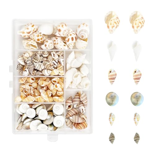 166 Stück Muscheln,6 Arten Spiral Muschel Perlen Ungebohrt,Natürliche Muscheln für Strand,Muscheln zum Basteln,Muscheln für Handwerk,Vase Füller,Strand Themenparty,DIY Kunsthandwerk von YFPOPONE