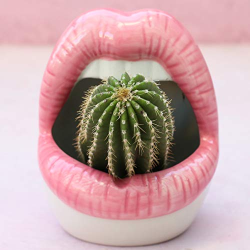 YIKUSH Kreativer Sukkulentenkaktus-Topf, Mini-Keramikpflanzenbehälter, sexy große Lippen, Übertopf für Home Office, 1 Stück, Rosa von YIKUSH