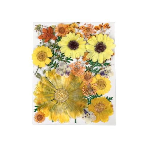 Gepresste Blumen, 25 Stück Natürliche Getrocknete Trockenblumen, Gemischte Getrocknete Blätter Gänseblümchen, für Harzformen, DIY-Kunsthandwerk, Fotorahmen, Seifenherstellung, Handyhüllen von YILANJIN