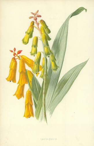 YIMACBJXX Bekannt Abstrakter Druck Malerei Poster Lachenalia von frederick edward hulme Berühmte Leinwand für Heimtextilien 60x90cm von YIMACBJXX