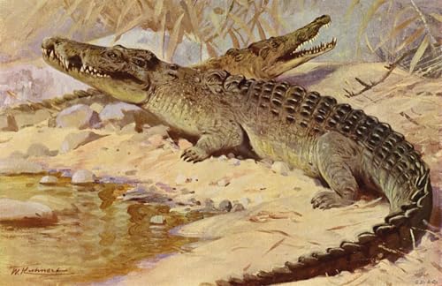 YIMACBJXX Bekannt Leinwand Drucken Poster Wandbilder Nile Crocodile by After Kuhnert Modern Poster für Wohnzimmerdekoration 60x90cm von YIMACBJXX