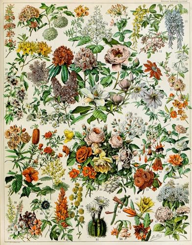 YIMACBJXX Bekannt Leinwand Wandkunst Kunst Poster Illustration blühender Pflanzen von Adolphe Millot klassischer Kunstdruck für Schlafzimmer Home Decor 60x90cm von YIMACBJXX