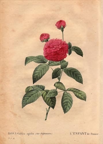 YIMACBJXX Berühmte Gemälde Leinwand Wandkunst Kunst Poster Botanischer Teller Flower Rose Variete: das Kind Frankreichs von Pierre Redouté klassischer Kunstdruck für Schlafzimmer Home Decor 60x90cm von YIMACBJXX