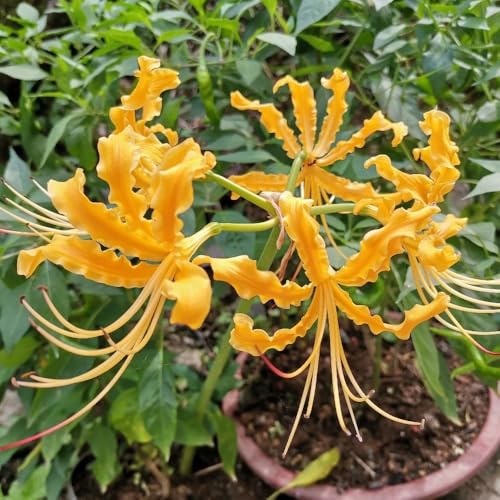 3 pcs lycoris radiata von YINGJIAN