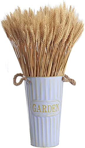 YKKJ Weizen Getrocknet Natürliche Getrocknete Weizenähren 100 Stück Getrocknete Weizenblumen für Hochzeit Mittelstücke Zuhause Balkon Party Tisch Vase Weihnachten Deko 40cm YKKJ Weizen Getrocknet Natürliche Getrocknete Weizenähren 100 Stück Getrocknete Weizenblumen für Hochzeit Mittelstücke Zuhause Balkon Party Tisch Vase Weihnachten Deko 40cm von YKKJ