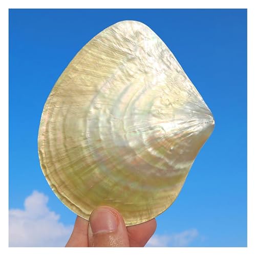 YKMYXZ, 1 Stück 9-10 cm seltene echte Muschel Muschel Home Aquarium Marine Dekoration Party Home Ornamente tolle Geschenke(10cm) von YKMYXZ