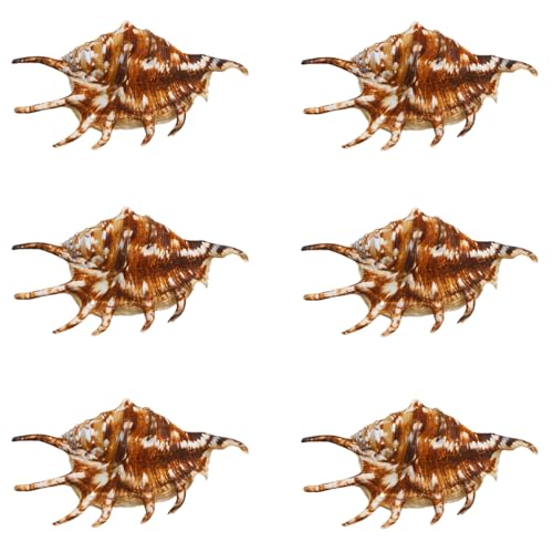 YKMYXZ, 6Pcs 9~12Cm Heptagonal Schnecke Hause Dekoration Aquarium Aquarium Landschaftsbau Fotografie von YKMYXZ