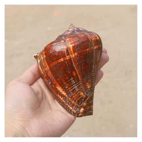 YKMYXZ, Große Muschelschalen zur Dekoration, natürliche, seltene Muscheln 10–14 cm for Themenpartys, Heimdekorationen, Aquarien(10~12cm) von YKMYXZ