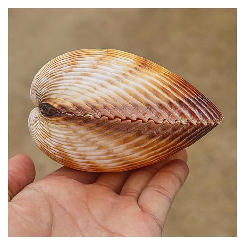 YKMYXZ, Große Muschelschalen zur Dekoration, natürliche, seltene Muscheln 7–10 cm for Themenpartys, Heimdekorationen, Aquarien(8~9cm) von YKMYXZ