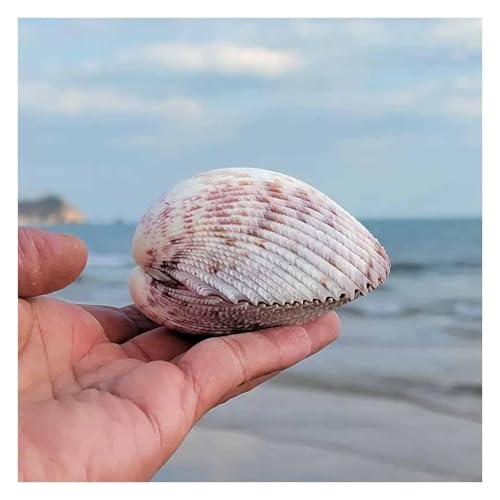 YKMYXZ, Muscheln, natürliche große Muschelschale, 8–10 cm, for Hochzeit, Strand, Mottoparty, Dekoration von YKMYXZ