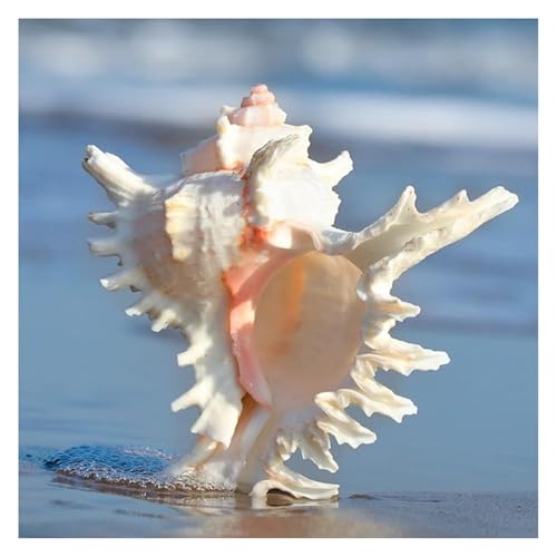YKMYXZ, Riesige, seltene Meeresmuschel, 10–21 cm, perfekt for Hochzeitsdeko, Mottoparty, Aquarium(17~18cm) von YKMYXZ