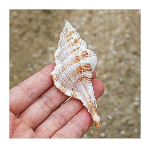 YKMYXZ, Zur Dekoration, natürliche, seltene Muscheln, 10 cm, perfekt for Heimdekorationen, Hochzeitsdekor, Aquarium von YKMYXZ