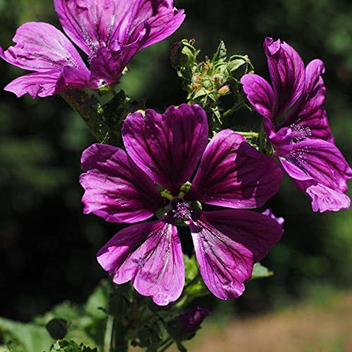 Malve Pflanze Winterhart Malven Saatgut Blumensamen Gastgeschenk Wildblumensamen MehrjäHrig Winterharte Pflanzen FüR Garten Freiland Und Balkon Blumenwiese Blumen Samen 200 Seeds (Violett) von YL-0810