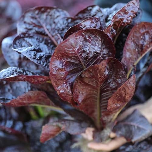 Pflücksalat Samen Rom Lila Blatt Aufrecht Salat Samen Wintergemüse Kaufen Winter Bio Gemüsesamen Feldsalat Winterharte Pflanzen Für Balkon Und Garten Salatpflanzen, Nicht Baquieu Salat, 100 Saatgut von YL-0810