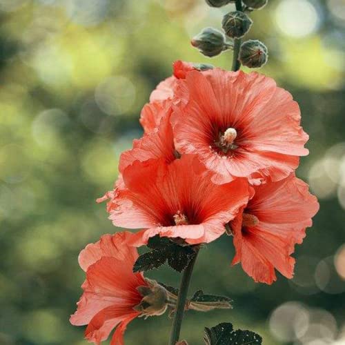 Stockrose Blumensamen Stockrosen pflanzen Samen hauswurz winterhart MehrjäHrig Pflanzen Kaufen Gastgeschenk Blumen FüR Garten Schmetterlingsflieder Gartenpflanzen Blumenwiese 200 Seeds Orange von YL-0810