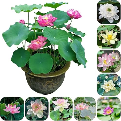 100 Hydrokultur-Schalen, Lotus-Samen & komplette Ausrüstung – Anbau von Lotusblüten im Teich, Topf oder Blumenkasten | Essbare Wurzeln & immerwährende Blüte von YLFYSL