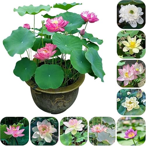 100 PCS Hydrokultur-Schalen, Lotus-Samen & komplette Ausrüstung – Anbau von Lotusblüten im Teich, Topf oder Blumenkasten | Essbare Wurzeln & immerwährende Blüte (30PCS) von YLFYSL