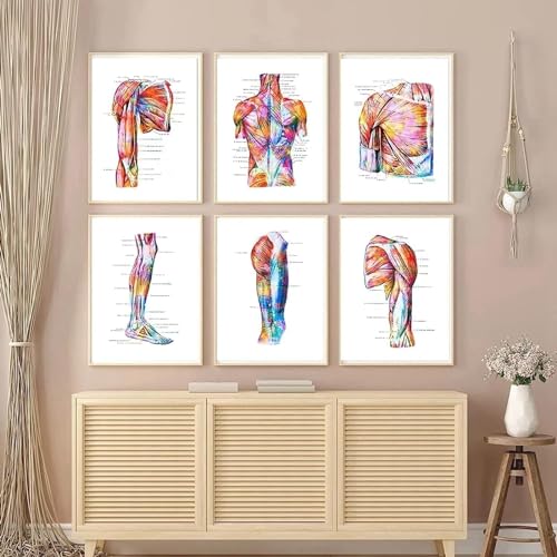 YLHKME Menschliche Anatomie Organ Bilder Leinwand Malerei, Vintage Wandbilder Wohnzimmer Schlafzimmer Deko Poster Kunstdrucke,Ohne Rahmen (B-Rahmenlos,6X30X40CM) von YLHKME