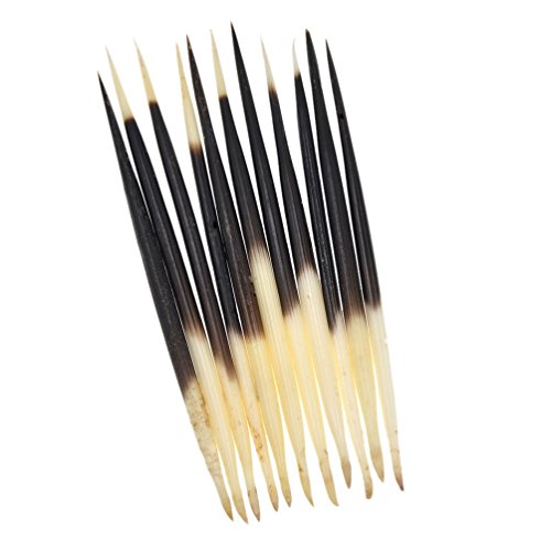 YNuth Set mit 10 Stück Stachelschwanzfedern Bastelzubehör Länge 12–14 cm von YNuth